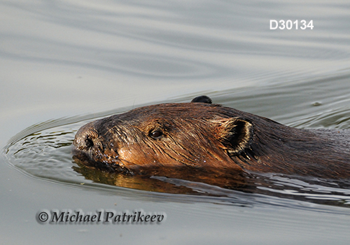 North American Beaver (Castor canadensis)